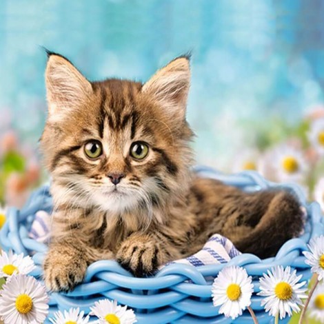 Cat & White Daisies