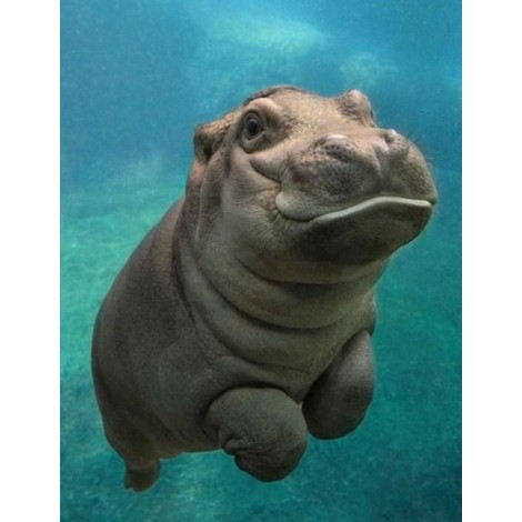 Cute Hippo Diamond Painting