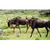 Wildebeest - Diamond Painting Kit