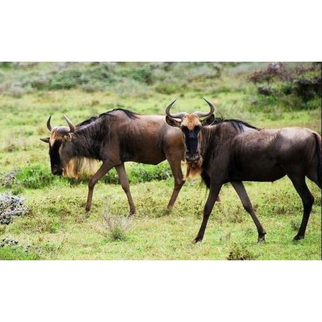 Wildebeest - Diamond Painting Kit