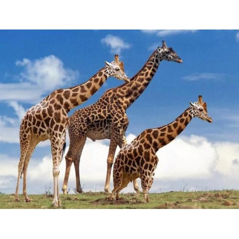 Yellow & Brown Giraffes