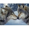 Wolves Pair in Snow