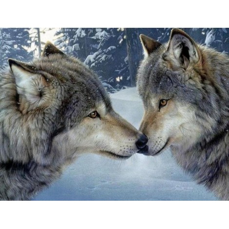 Wolves Pair in Snow
