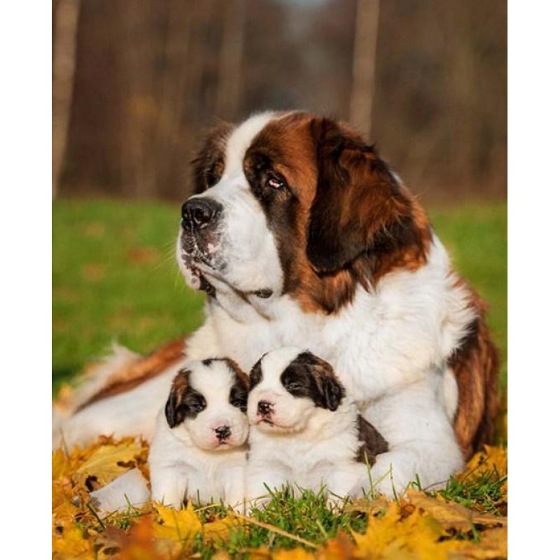 Pet Dog Saint Bernar...