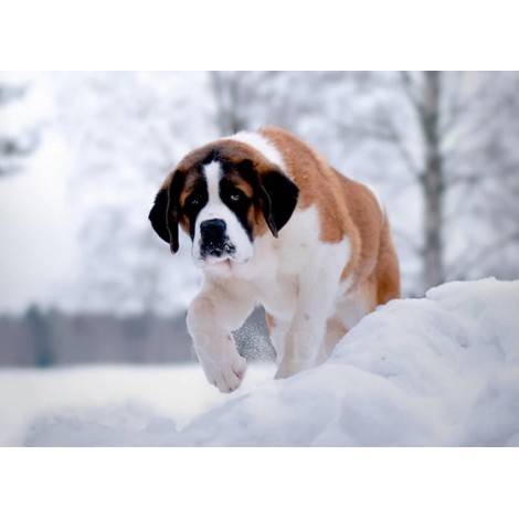 Saint Bernard in Snow Diamond Painting