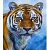 Serene Tiger - Diamond Painting Kit