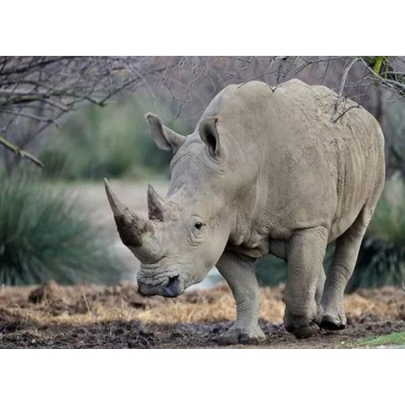 Mighty Rhino Diamond...