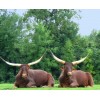 Wild Buffalo Pair