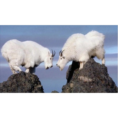 White Mountain Goats