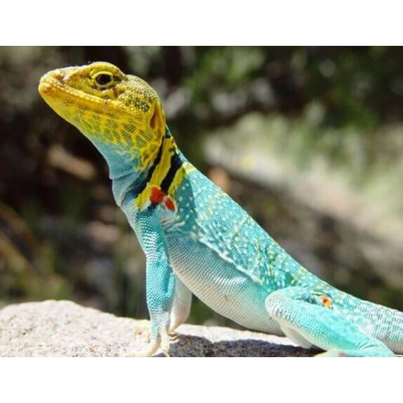 Colorful Lizard Diam...
