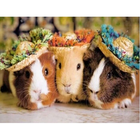 Three Guinea pigs in Hats
