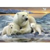 Polar Bear Family
