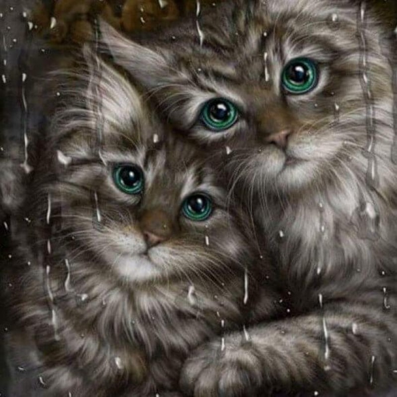 Cats Pair & Rain...