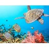 Turtle & Fish in the Sea