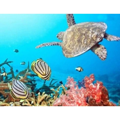Turtle & Fish in the Sea