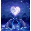 Dolphins Pair in Love