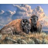 American Bison DIY Painting Kit