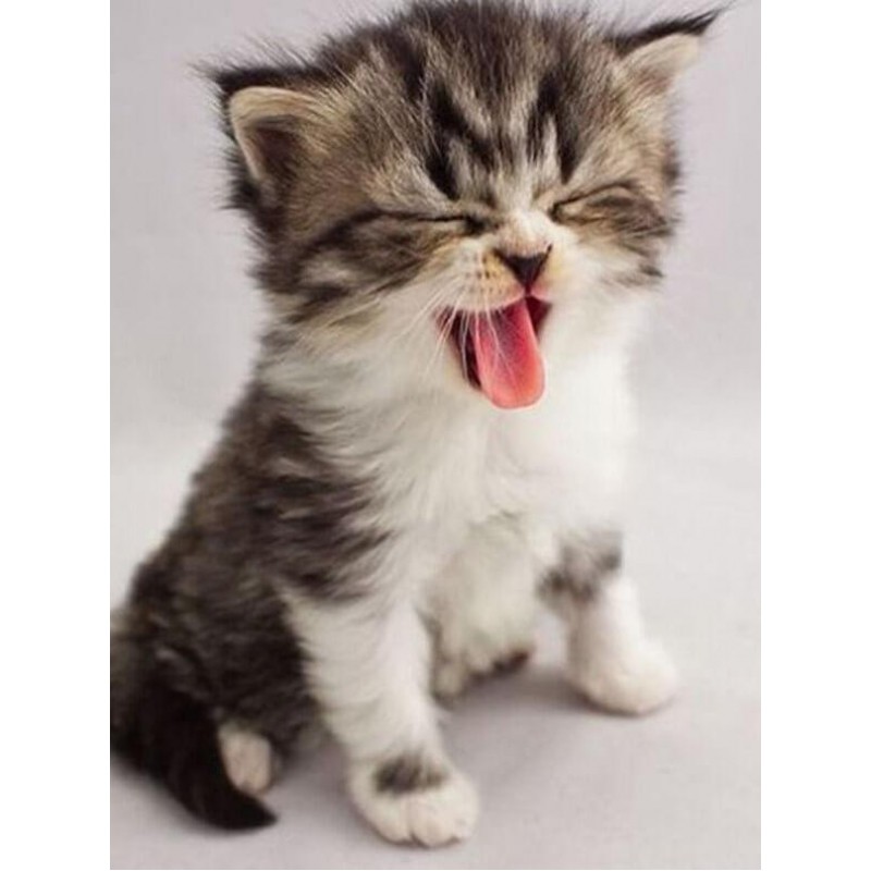 Sweet Kitten Yawning
