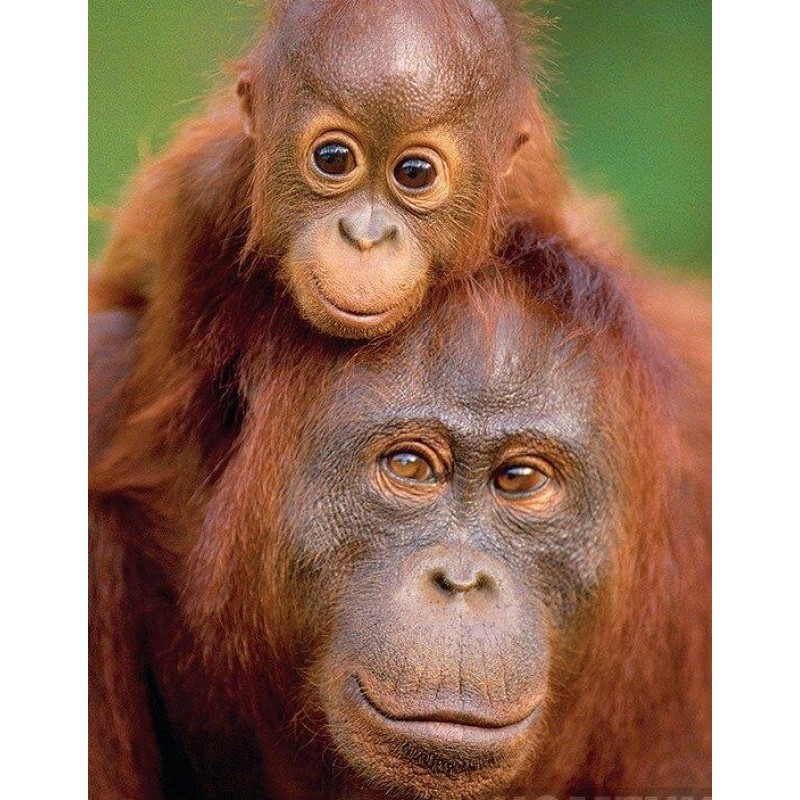 Monkey with Little B...