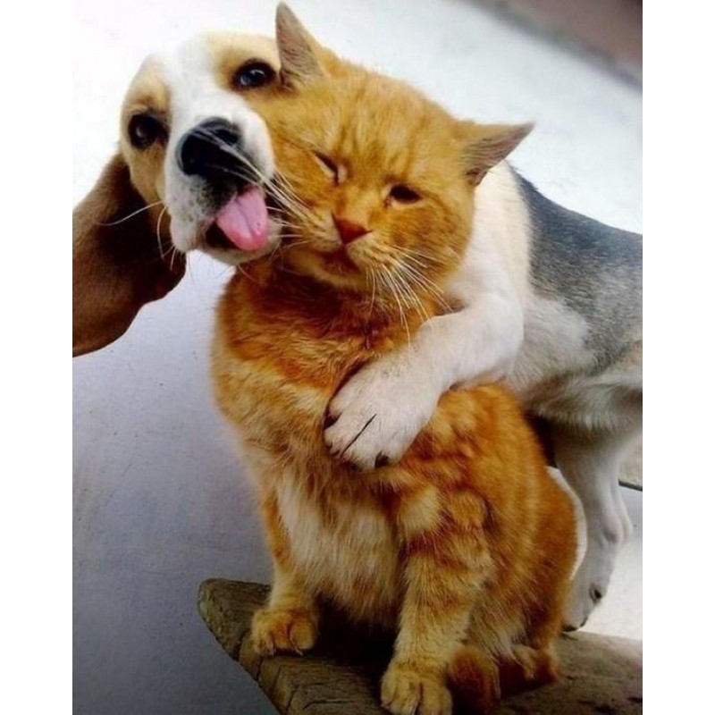 Friends Forever - Di...