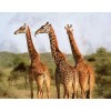 Grazing Giraffes - Paint with Diamonds