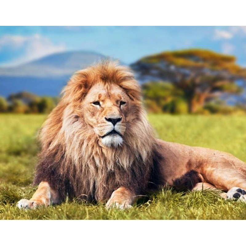 Lion Resting in the ...