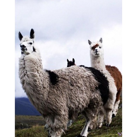 Llamas - Diamond Painting Kit