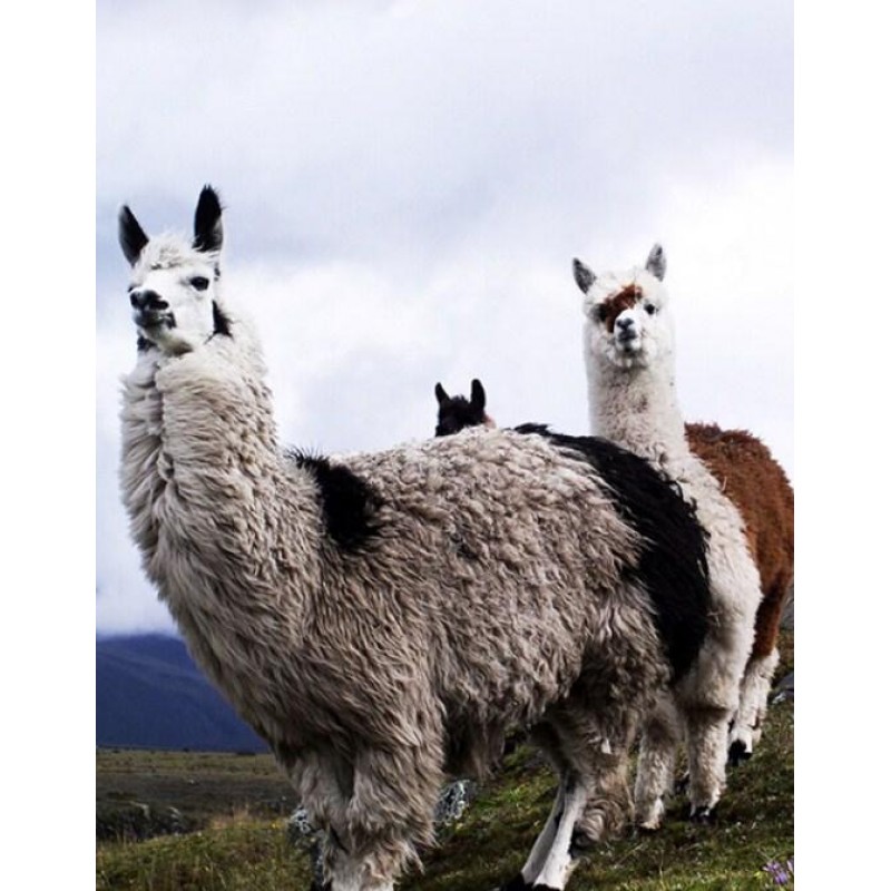 Llamas - Diamond Pai...