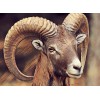 Mountain Goat with Big Horns
