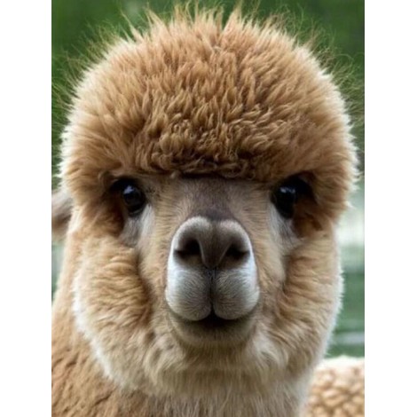 Cute Alpaca Baby Close up Diamond Painting