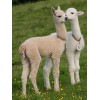 Cute Baby Llamas - Paint by Diamonds