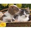 Cute Friendship - Diamond Painting Kit