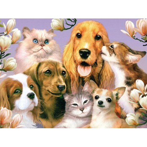 Dogs & Cats are Friends