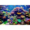 Fish & Coral Reef Diamond Painting