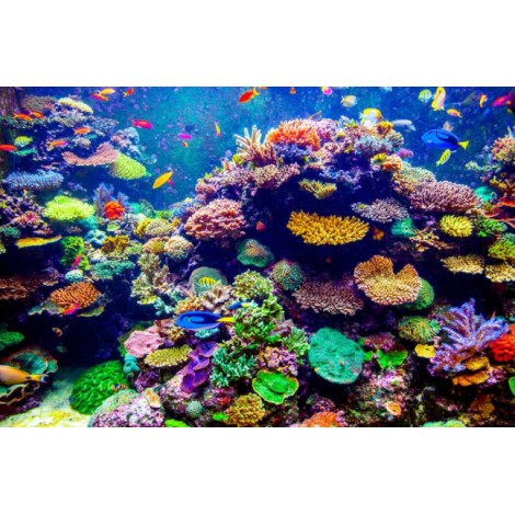 Fish & Coral Reef Diamond Painting