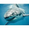 Shark in Blue Water