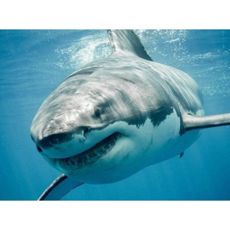 Shark in Blue Water