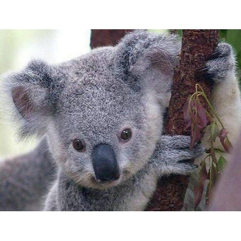 Cute Koala Bear