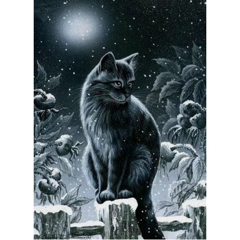 Black Cat in the Night