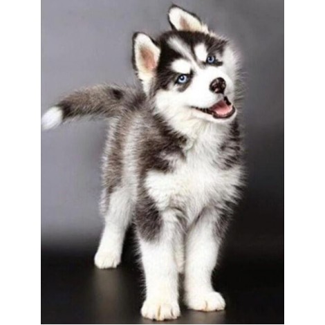 Husky Diamond Painting Kit