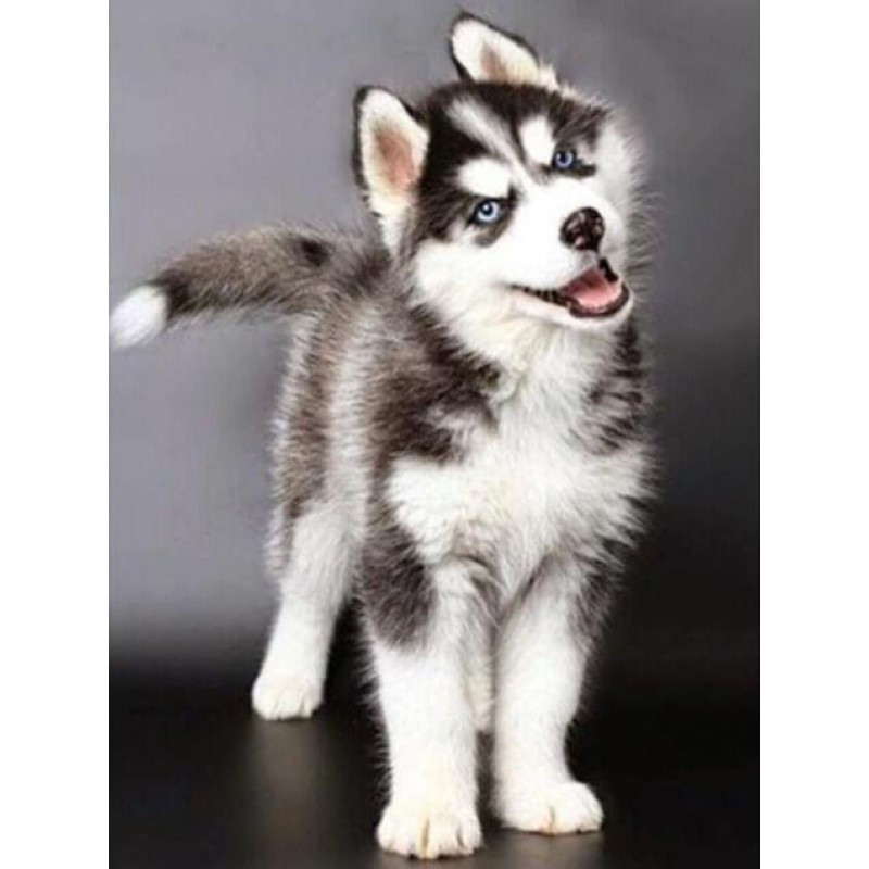 Husky Diamond Painti...