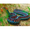 California Red Sided Garter Snake
