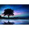 Beautiful Tree & Night Sky