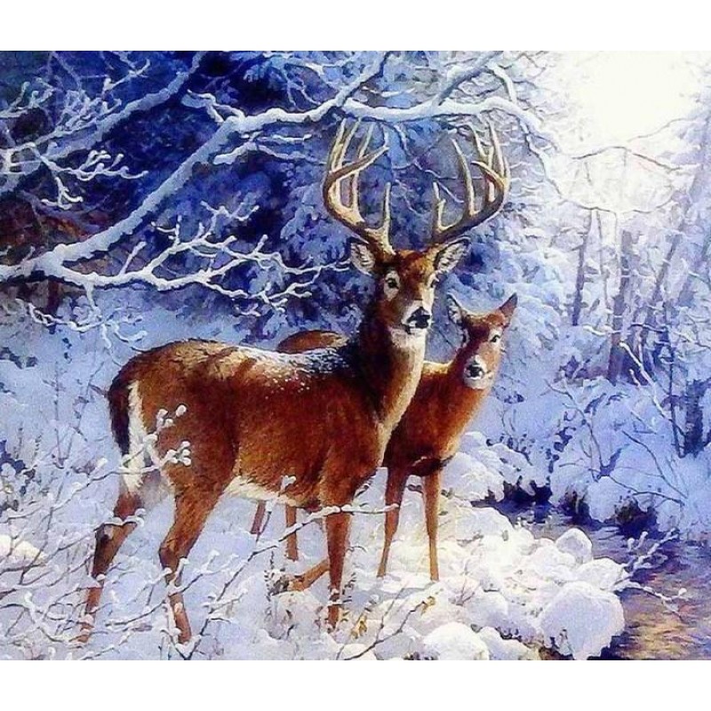 Beautiful Deer Pair ...