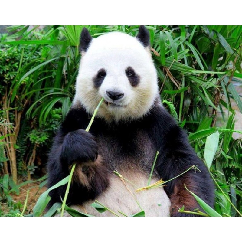 Panda Eating Grass D...