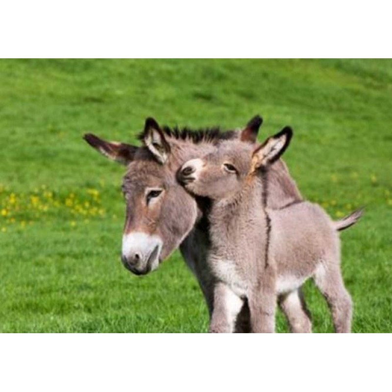 Baby Donkey with Mot...