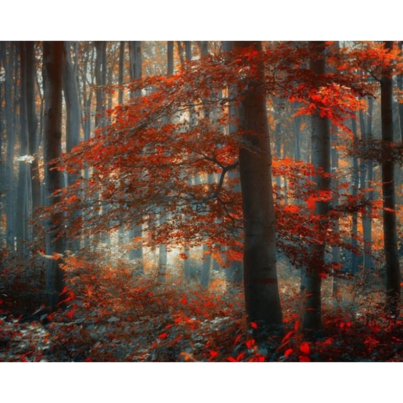 Maple Trees in Autum...