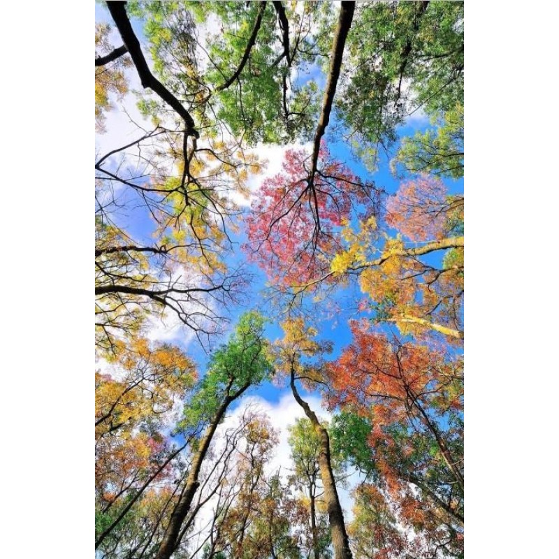 Trees Touching the S...