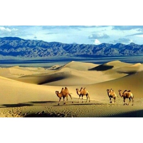 Camels in the Gobi Desert
