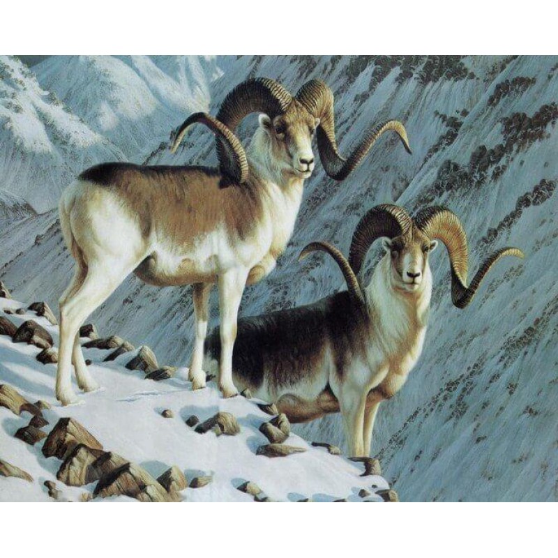 Mountain Goats with ...